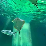 Le Plaisance Nyaraló Pornichet